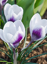 X 250 CROCUS SPECIE PRINS CLAUS