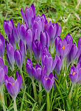 X 250 CROCUS SPECIE TOM. BARRS PURPLE