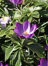 X 250 CROCUS SPECIE TOM. RUBY GIANT