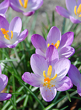 X 250 CROCUS SPECIE TOM. WHITEWELL PURPLE