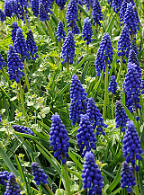 X 250 MUSCARI ARMENIACUM