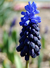 X 250 MUSCARI LATIFOLIUM