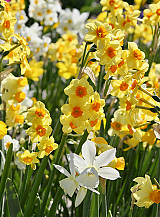 X 250 NARCISSUS BOTANISCH GEMENGD