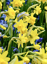 X 250 NARCISSUS TÊTE-À-TÊTE