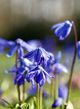 X 250 SCILLA SIBERICA