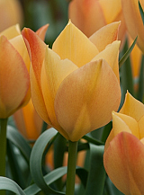 X 250 TULIPA BATALINII BRIGHT GEM