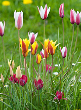 X 250 TULIPA BOTANISCH GEMENGD