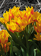 X 250 TULIPA HEWERI