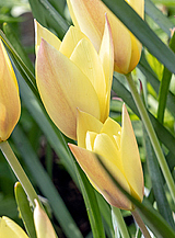 X 250 TULIPA HONKY TONK