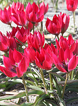 X 250 TULIPA LITTLE BEAUTY