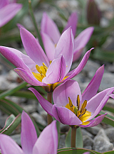 X 250 TULIPA PULCHELLA HUMILIS