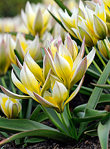 X 250 TULIPA TARDA (DASYSTEMON)