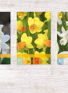 X 300 NARCISSEN BOTANISCH