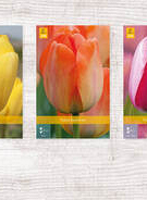 X  350 TULPEN DARWIN HYBRIDE