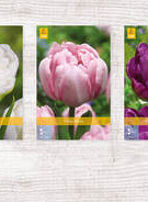 X  350 TULPEN DUBBEL LAAT