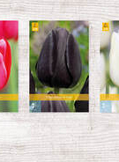 X 350 TULPEN ENKEL LAAT