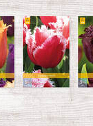 X  350 TULPEN GEFRANJERD