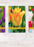 X  350 TULPEN LELIEBLOEMIG