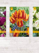 X  350 TULPEN MEERBLOEMIG