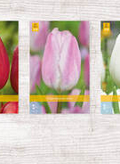 X  350 TULPEN TRIUMPH