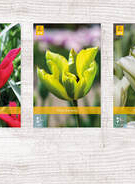 X 350 TULPEN VIRIDIFLORA