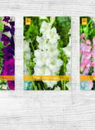 X  400 GLADIOLUS - B
