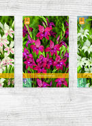 X  400 GLADIOLUS NANUS