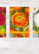 X 750 RANUNCULUS PIOENBLOEMIG NJ