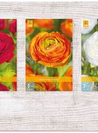 X  750 RANUNCULUS VJ