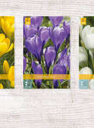 X 1000 CROCUS GROOTBLOEMIG