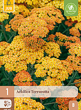 X 1 ACHILLEA TERRACOTTA