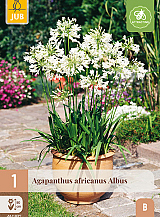 X 1 AGAPANTHUS AFRICANUS ALBUS