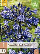 X 1 AGAPANTHUS BLACK BUDDHIST