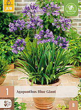 X 1 AGAPANTHUS BLUE GIANT