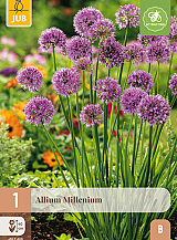 X 1 ALLIUM MILLENIUM