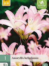 X 1 AMARYLLIS BELLADONNA