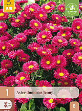 X 1 ASTER DUMOSUS JENNY