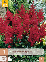X 1 ASTILBE ARENDSII SPINELL