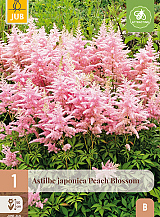 X 1 ASTILBE JAPONICA PEACH BLOSSOM