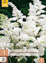 X 1 ASTILBE JAPONICA WASHINGTON