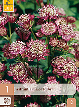 X 1 ASTRANTIA MAJOR RUBRA