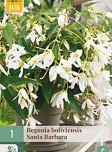 X 1 BEGONIA BOLIVIENSIS SANTA BARBARA
