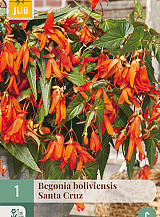 X 1 BEGONIA BOLIVIENSIS SANTA CRUZ