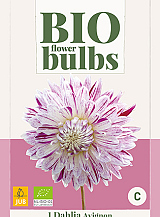 X 1 BIO DAHLIA AVIGNON