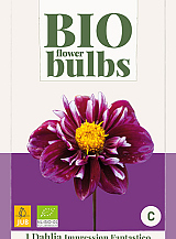 X 1 BIO DAHLIA IMPRESSION FANTASTICO