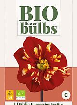 X 1 BIO DAHLIA IMPRESSION FESTIVO
