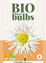 X 1 BIO DAHLIA MY LOVE