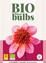 X 1 BIO DAHLIA TOTALLY TANGERINE