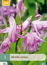 X 1 BLETILLA STRIATA