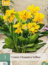 X   1 CANNA CLEOPATRA YELLOW